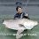 画像1: 【Fishman/フィッシュマン】Beams RIPLOUT 7.8ML（リプラウト） (1)