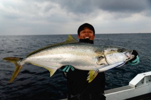 画像7: 【TRANSCENDENCE/トランスセンデンス】Foehn 88S / フェーン 88S