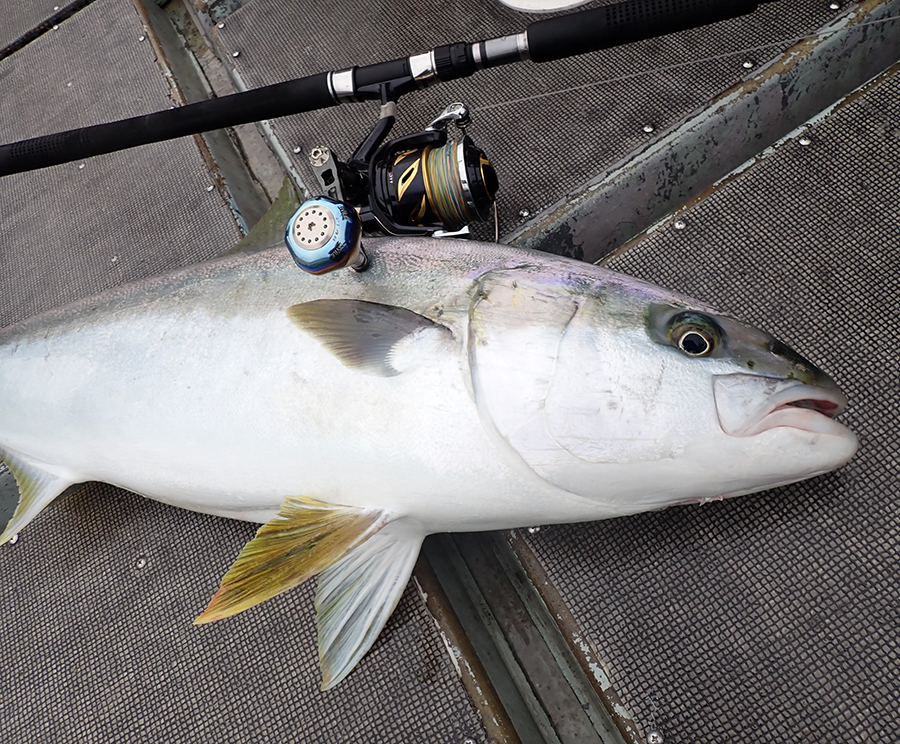 LIVRE Power Arm 88 with a caught yellowtail amberjack