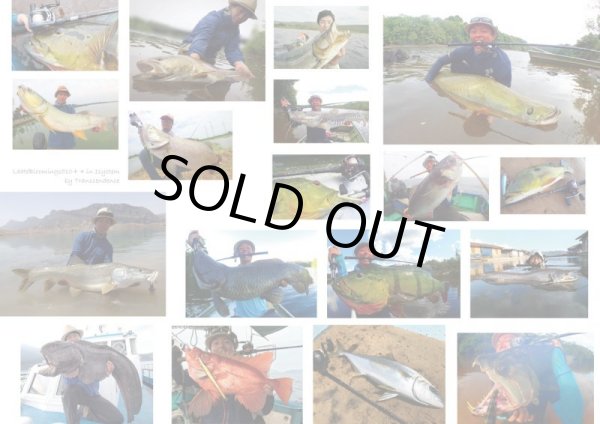 画像3: 【TRANSCENDENCE/トランスセンデンス】 LateBloomings510+/レイトブルーミングス (3)