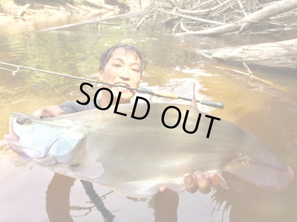 画像11: 【TRANSCENDENCE/トランスセンデンス】Botia 60S+ Rev.2  / ボティア (11)