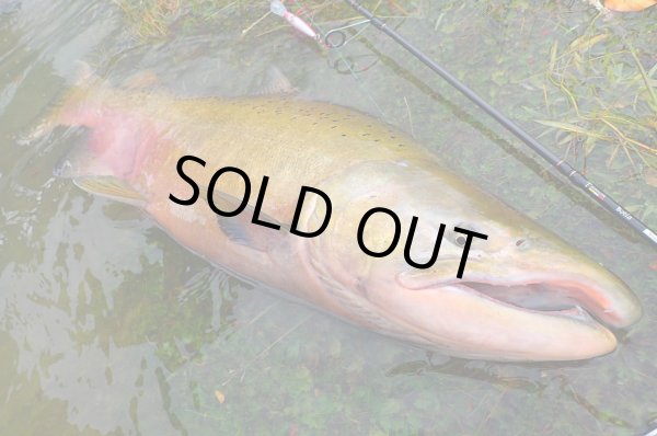 画像13: 【TRANSCENDENCE/トランスセンデンス】Botia 60S+ Rev.2  / ボティア (13)