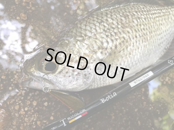 画像4: 【TRANSCENDENCE/トランスセンデンス】Botia 60S+ Rev.2  / ボティア (4)