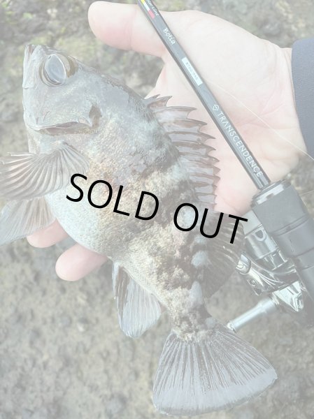 画像3: 【TRANSCENDENCE/トランスセンデンス】Botia 60S+ Rev.2  / ボティア (3)