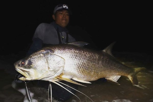 画像11: 【TRANSCENDENCE/トランスセンデンス】Laulau8.3GT-S Rev3.0 /ラウラウスピニング (11)